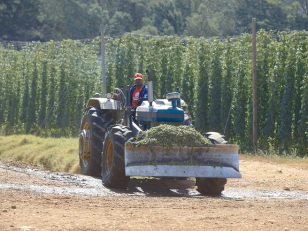 Turning hops into South Africa’s ‘next wine’