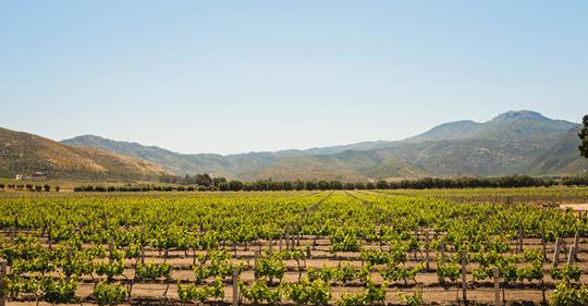 An Unexpected Wine Sanctuary in Baja California